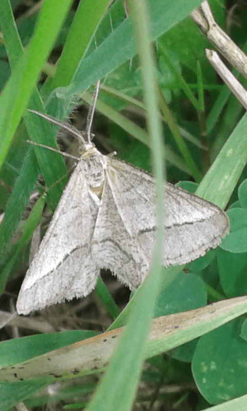 Isturgia arenacearia (Geometridae)? S